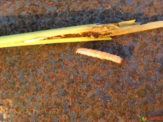 re水稻大螟幼虫