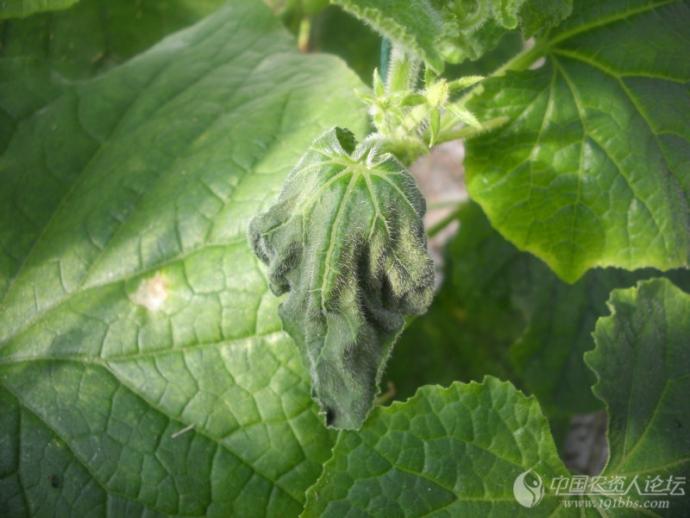 黄瓜叶片萎焉 ,请教大家!