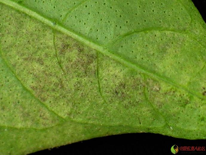 超清晰辣椒霜霉病图片素材资料