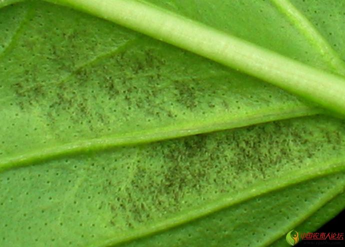 超清晰辣椒霜霉病图片素材资料