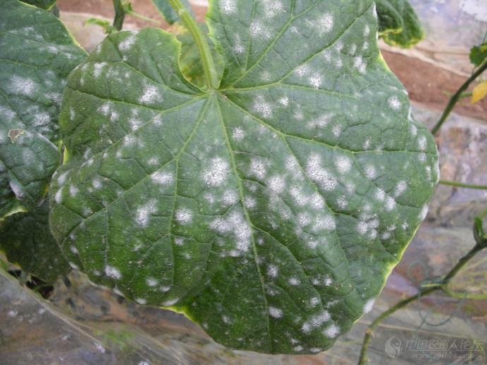 黄瓜白粉病高清