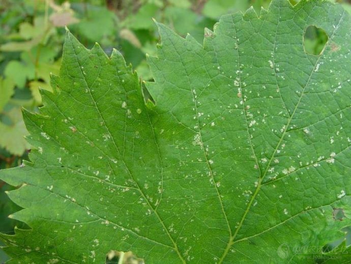 葡萄常见病虫害图谱
