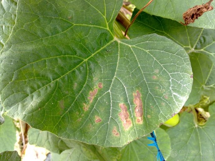 田间拍到的瓠瓜病害图谱