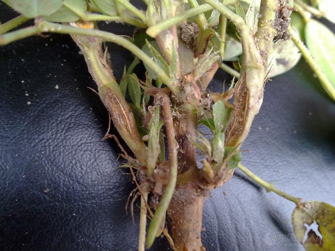 [花生]花生茎腐病,有不同意见吗?