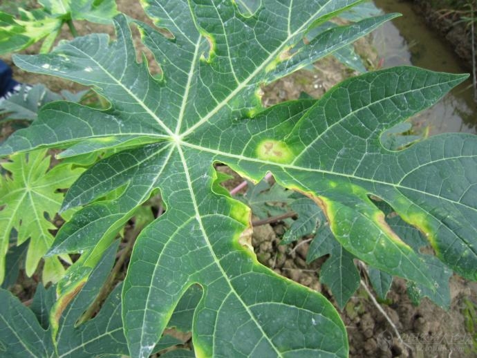 番木瓜环斑病毒图片