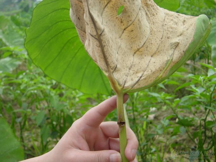 [芋]從未見過的芋頭病害,急求高手鑑定