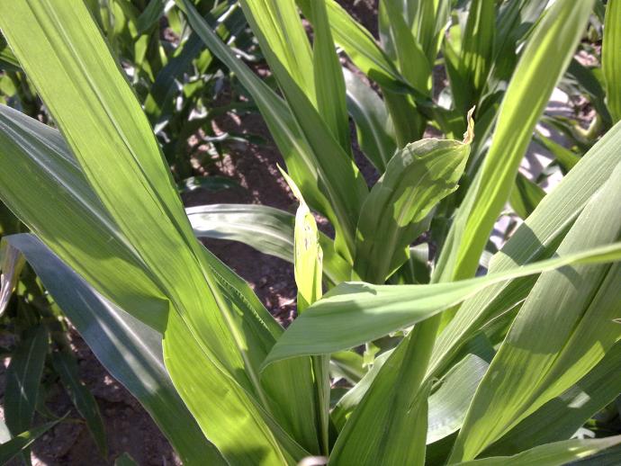 玉米心叶叶尖干枯是什么问题