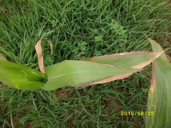 玉米缺磷图片
