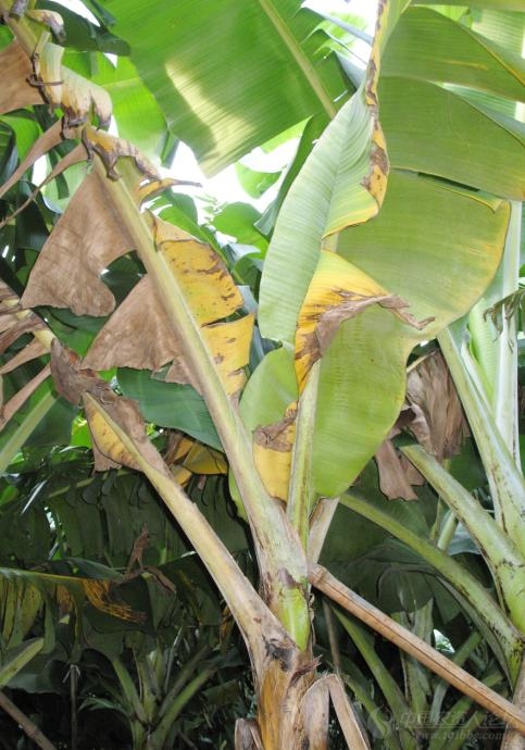 打香蕉黄叶病有哪些好药?急!急!