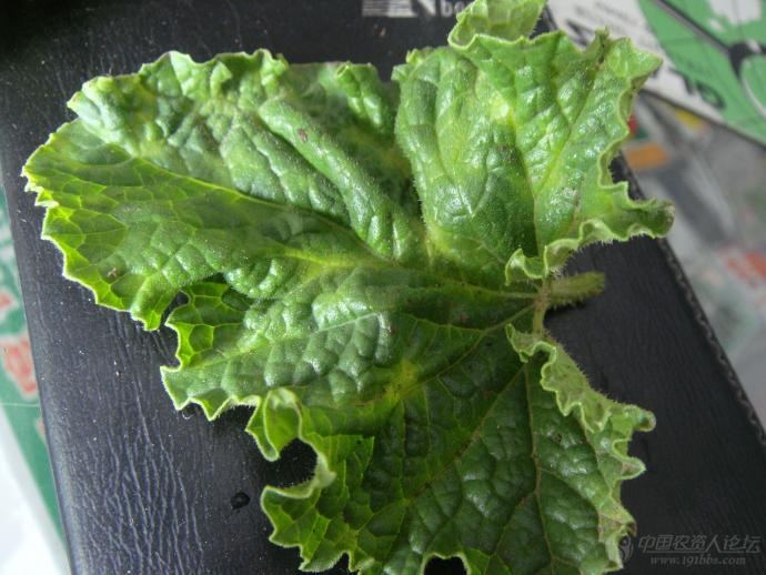 甜瓜病毒病新拍