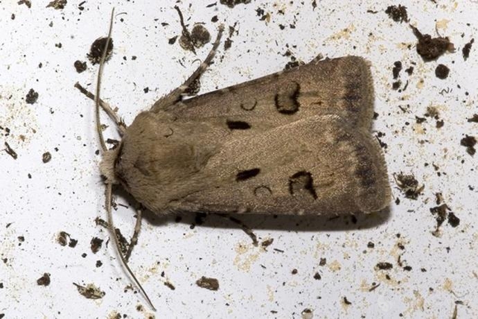 120种常见昆虫之第四个30种