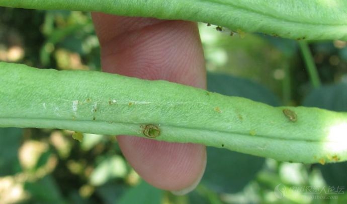 再来最清晰的豆荚螟