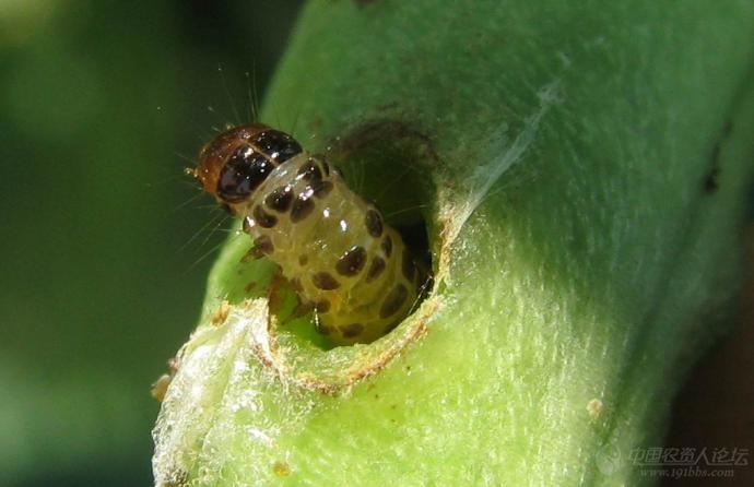 再来最清晰的豆荚螟