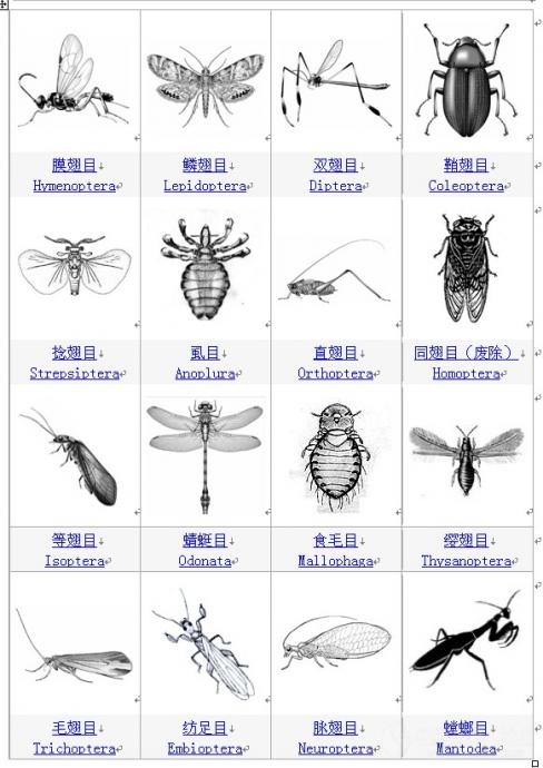 昆虫分类图