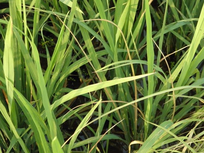 水稻细菌性基腐病