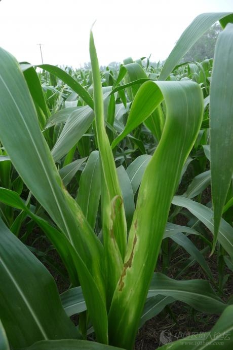 邯郸玉米出现顶腐病(附图)