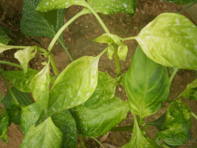 辣椒病害.求高手.