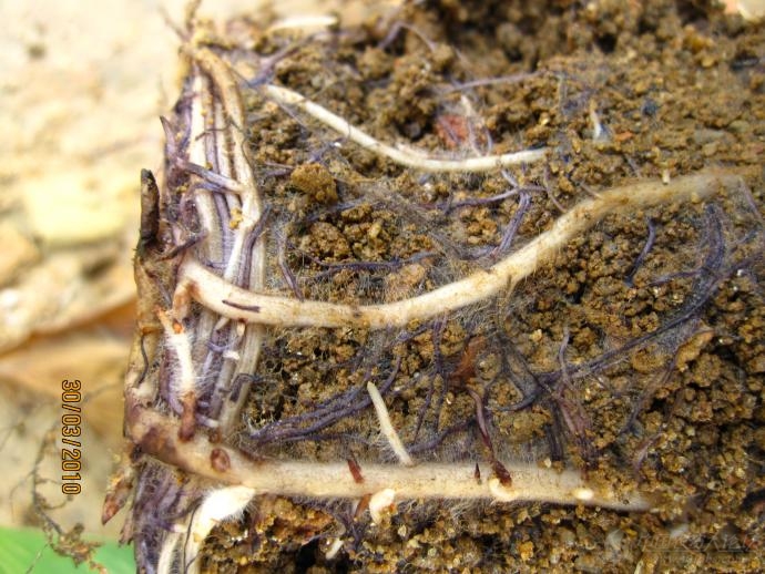 [香蕉]线虫危害还是生理性病害?--香蕉