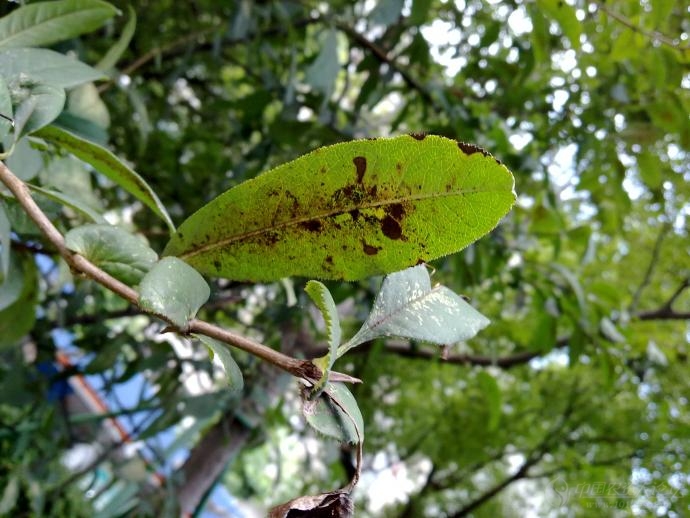 [花卉苗木]桂花叶背有煤污,叶面有银色点