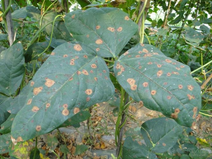 [豇豆]是豇豆轮纹病么?-农业-零零社区