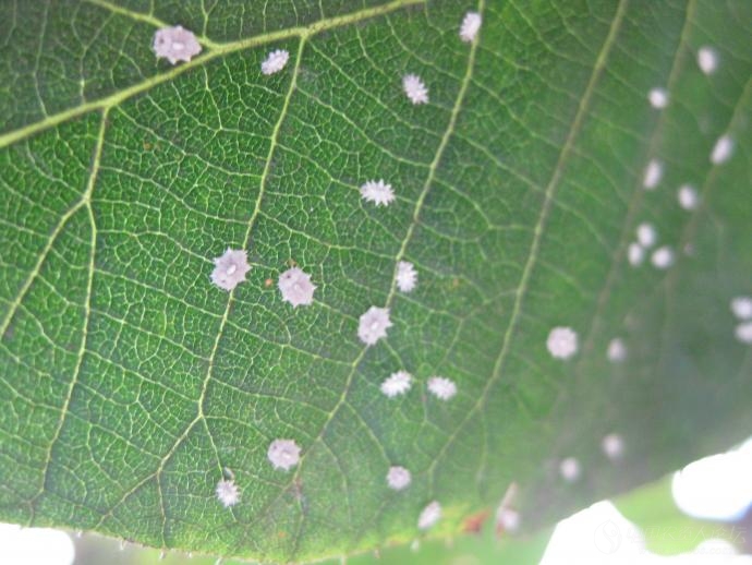 介壳虫(介壳虫什么样图片)