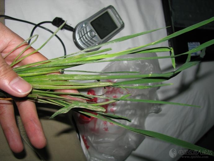 老关高清二氯喹啉酸药害图