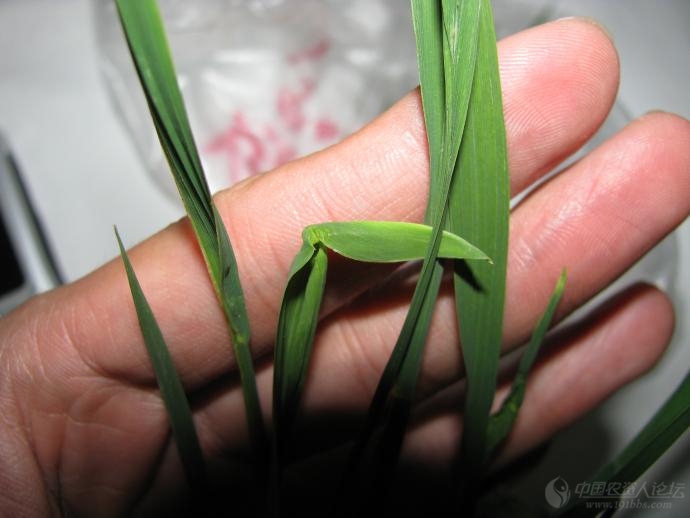 老关高清二氯喹啉酸药害图