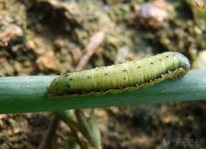 老关高清系列,传说中非常难打的葱虫