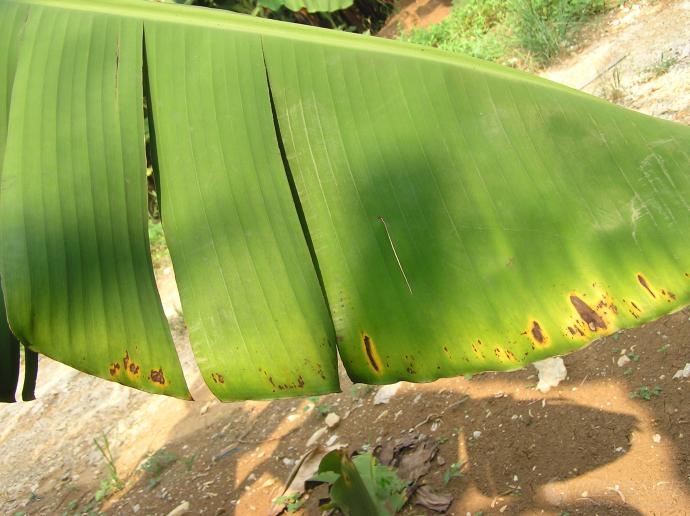 植保技术问题立即回复