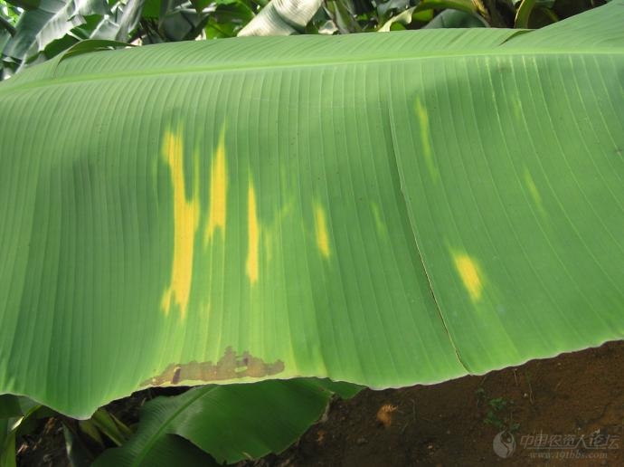 大家来看看这事香蕉什么病