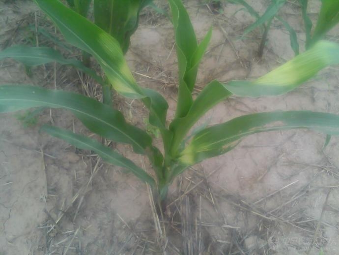 玉米烟嘧磺隆药害附图