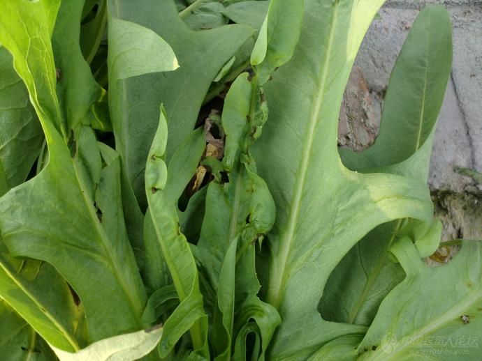 求救苦麦菜病害