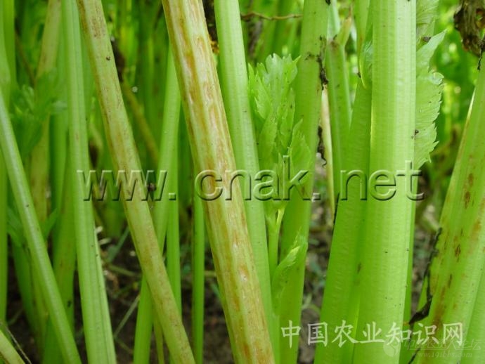 芹菜病害大全 高清详解