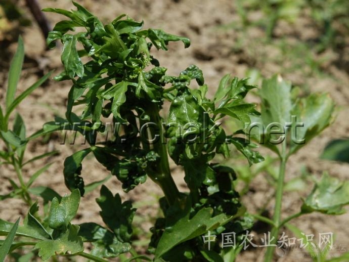 芹菜病害大全 高清詳解