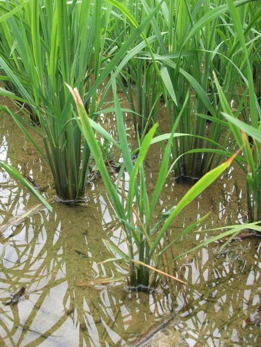 南方水稻黑条矮缩病及其防治技术
