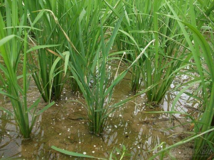 南方水稻黑条矮缩病有暴发危害趋势