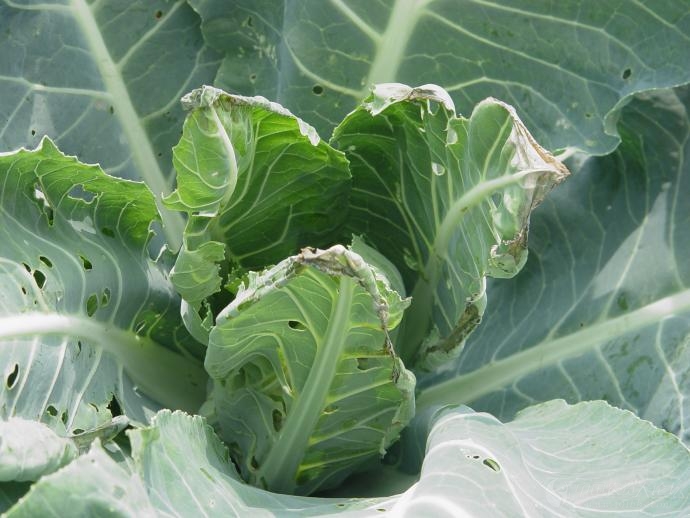 花菜缺钙高清图