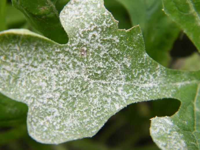 西瓜白粉病超清晰图谱