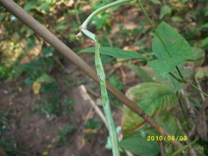 豇豆豆荚螟危害(附图)