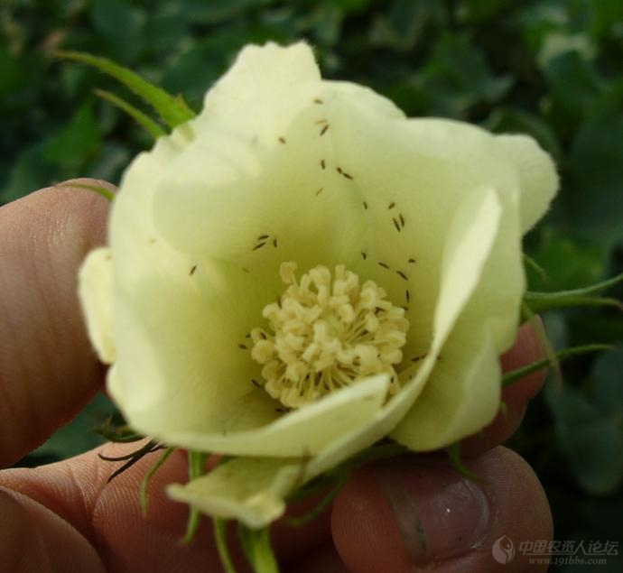 棉花花朵中的花蓟马(高清图)