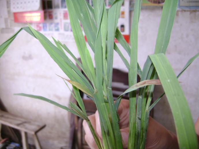 [基本技术]水稻黑条矮缩病发病症状(有高清图)