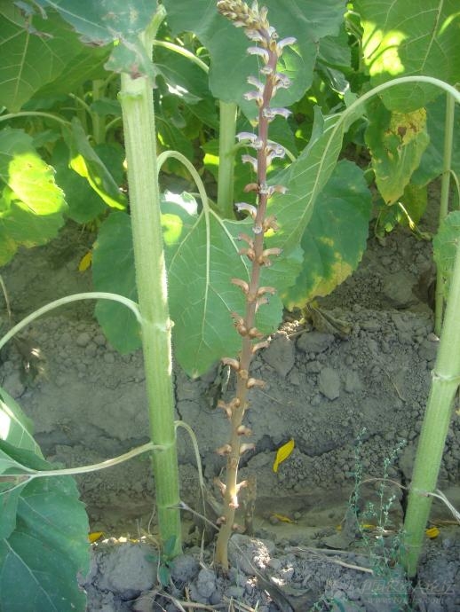 发几张向日葵列当图片