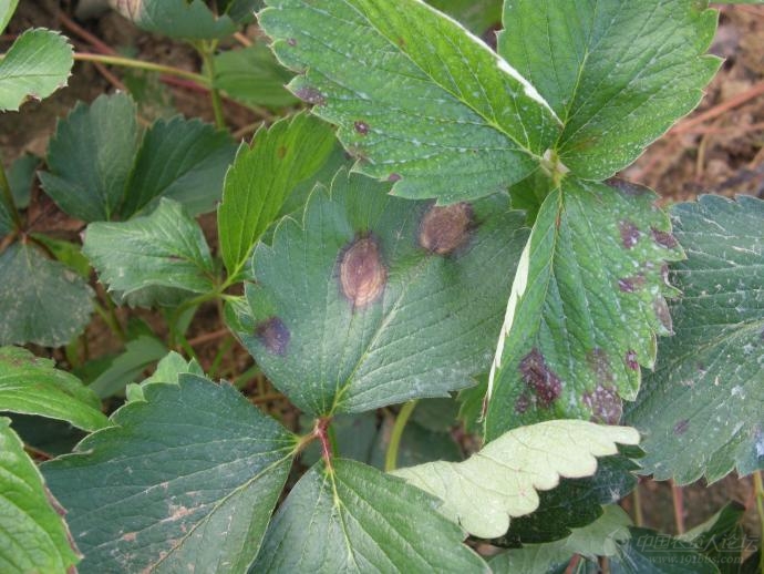 草莓蚜虫危害症状图片图片