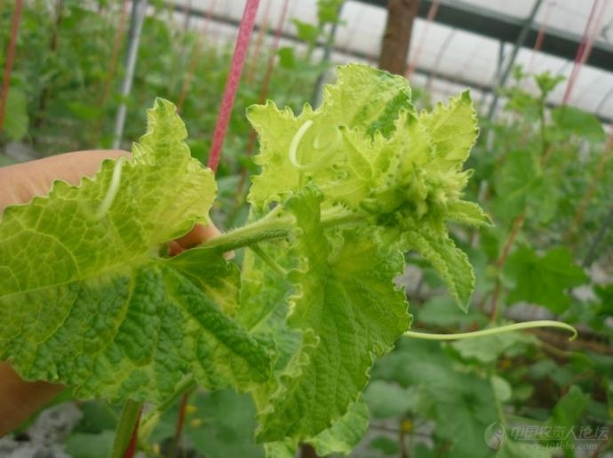 帮忙看看网纹瓜病害还是药害?