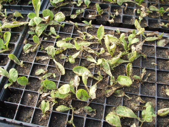 [大白菜]求教大白菜苗床死苗原因