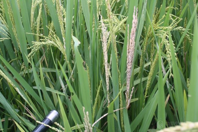 大螟危害图_病虫草图_191农资人 - 农技社区服务平台