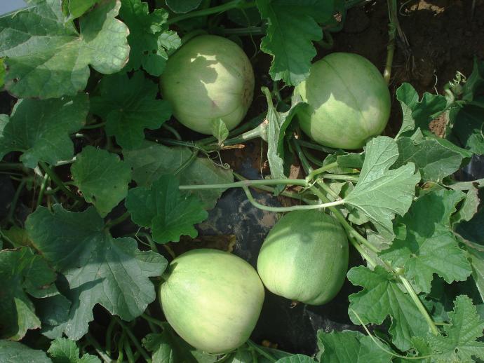 供应保护地专用绿皮绿肉薄皮甜瓜