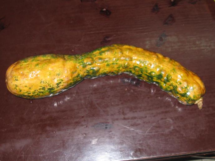 南瓜请问这个畸形南瓜是什么原因造成的