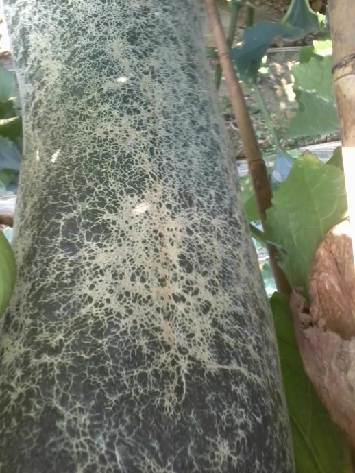 这冬瓜是咋回事?虫害?病害?还是其它什么原因?