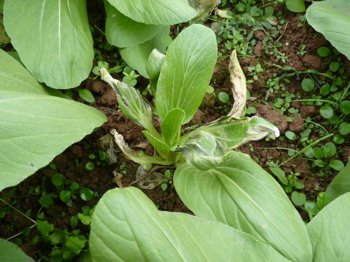 白菜甘蓝类请问这是青梗菜的什么病